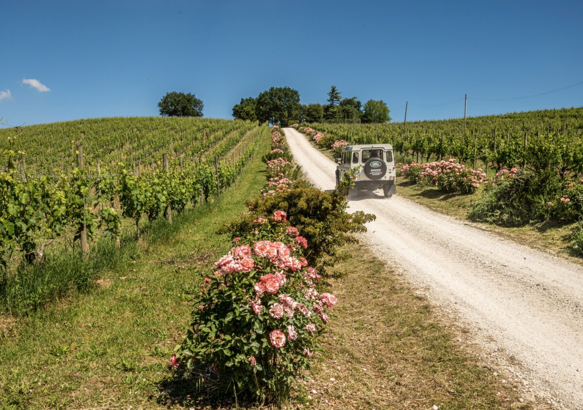 Safari tour tra le vigne
