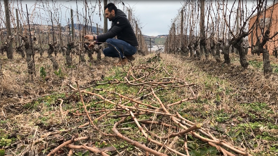 Umani Ronchi - La potatura invernale