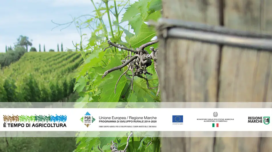 Umani Ronchi - Umani Ronchi capofila di Progetto Vitis