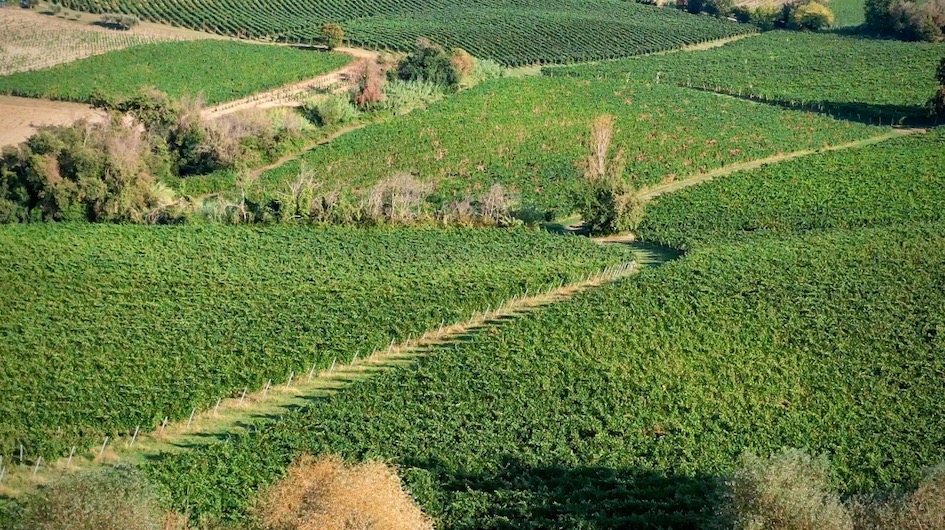 Umani Ronchi - Le Marche e i Castelli di Jesi in video!