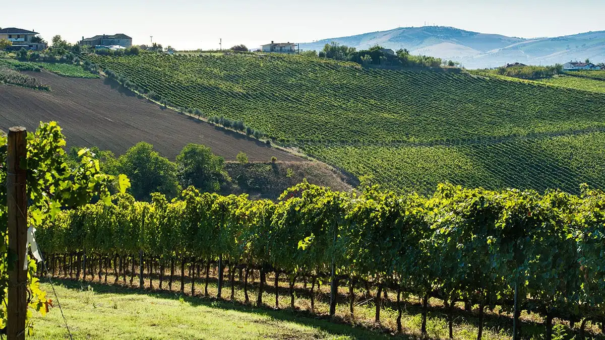 Verdicchio Experience