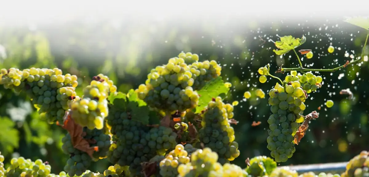 Colline del Verdicchio