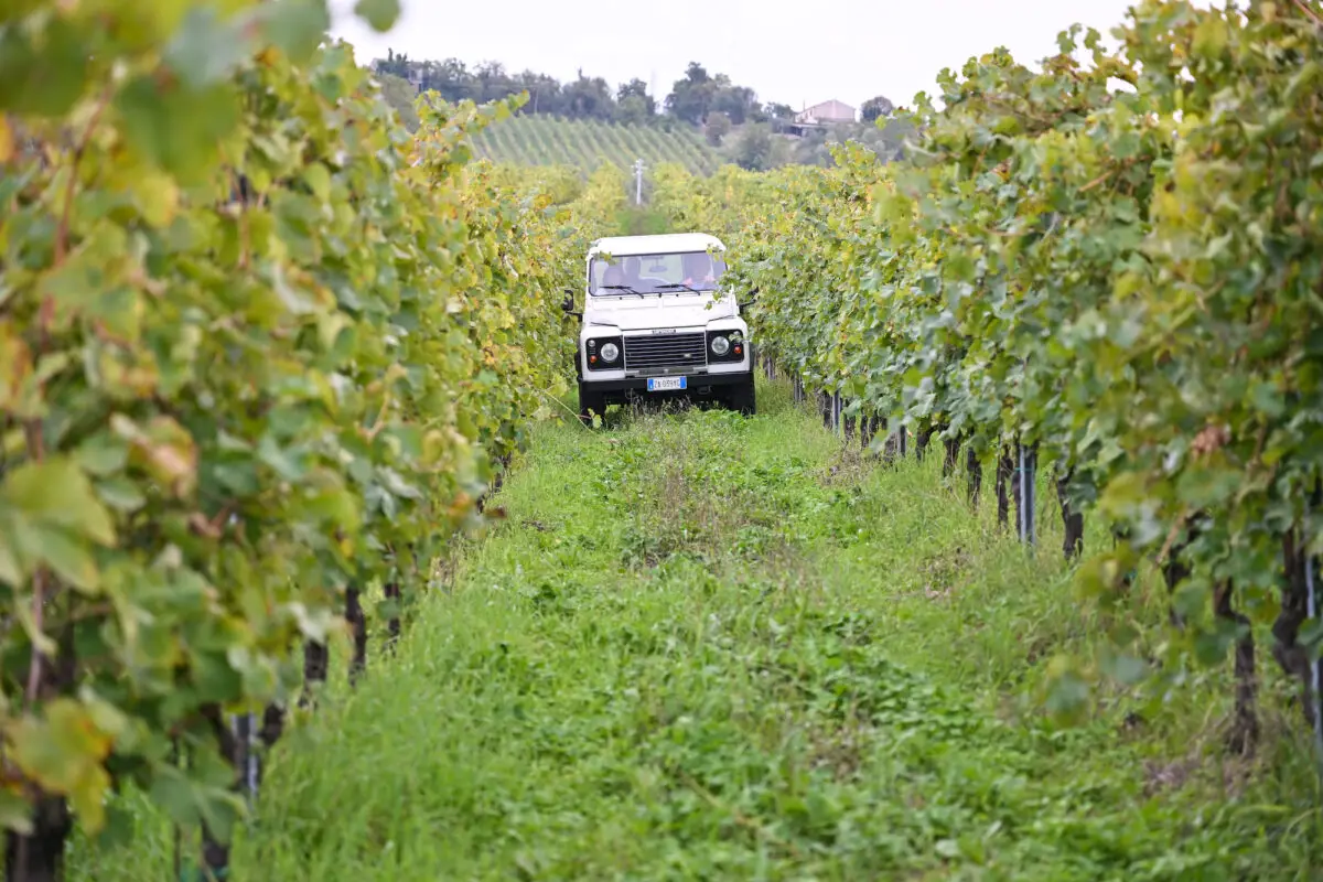 Safari Tour in the vineyards