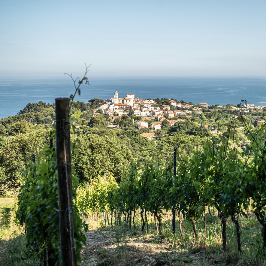 Vineyard Picnic & Safari Tour
